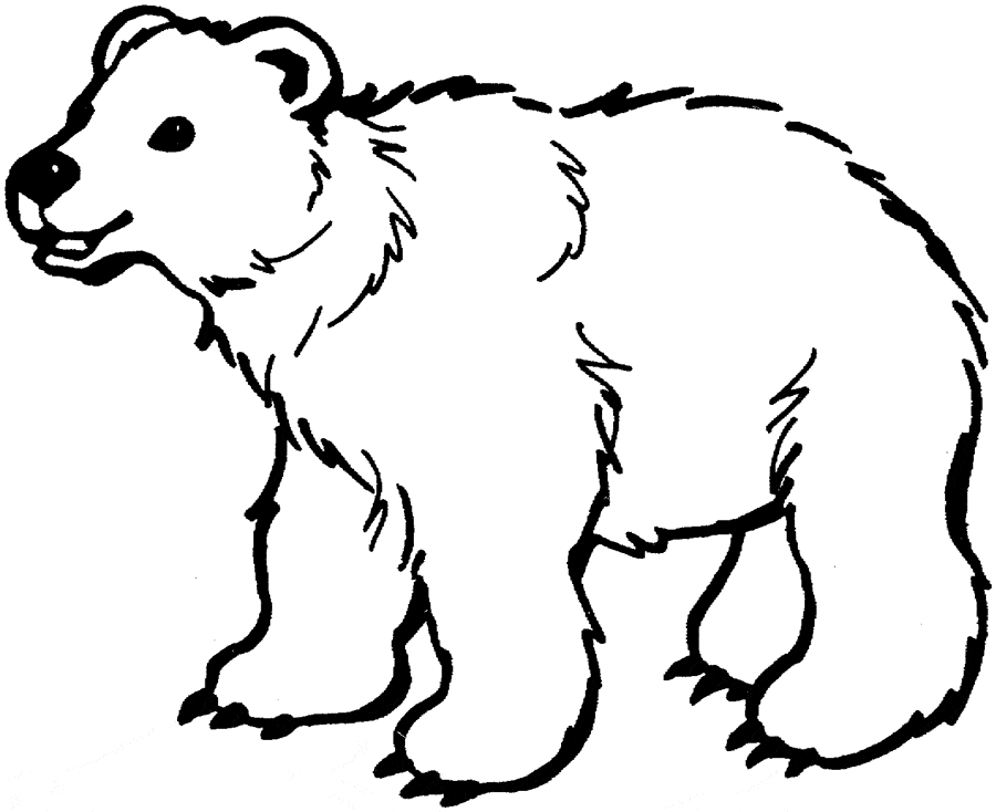 Coloring page: polar bear Free printable downloads from ChoreTell