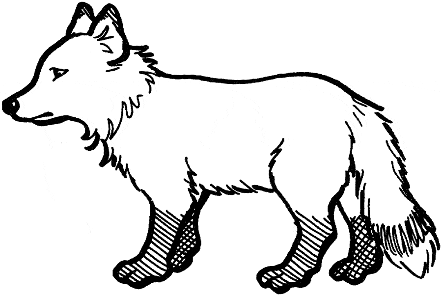 baby arctic fox coloring pages cute - photo #25