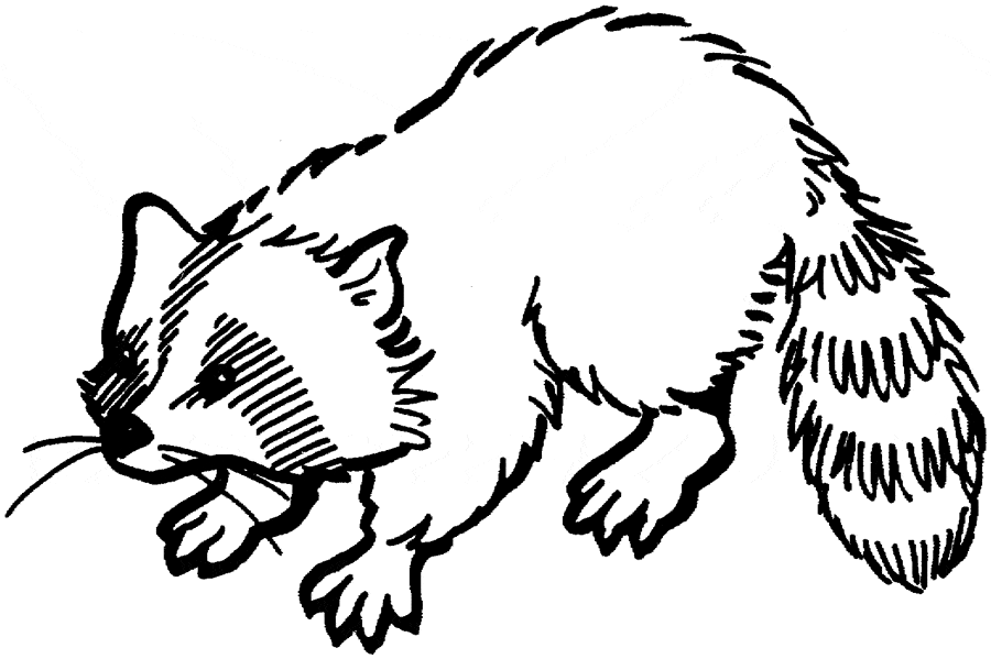 raccoon coloring pages to print out - photo #40